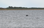 Bottlenose Dolphin