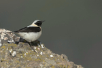 Black-eared Wheatear (m)