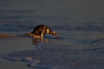Gentoo Penguin