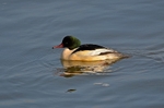 Goosander