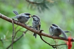 Siberian Tits