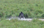 Silver back crossing the river in Langoué baï