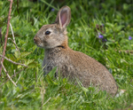 European Rabbit