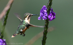 White-Bellied Woodstar Female