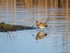 Common Snipe