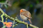 Robin