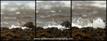 SWB018: Wet curlew