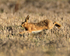 Brown Hare running in a field at South Leigh, Oxfordshire
