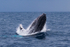 Humpback Eruption. 0A3A9307