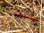 Ruddy Darter