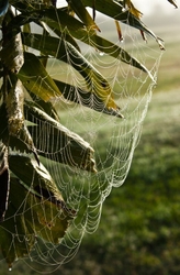 AnimalsCreatures _0103