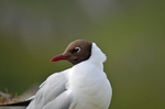 Black-headed Gull