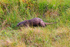 Eurasian Otter running in grass on the Ardnamurchan Peninsula