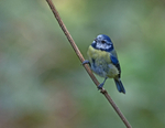 Blue Tit - Cyanistes caeruleus