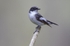 Pied Flycatcher