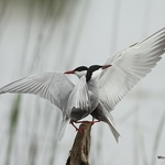 Whiskered Tern (Chlidonias hybridus)