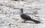 Barred bay Cuckoo