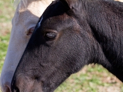 AnimalsCreatures _0016