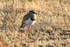 Crowned Lapwing