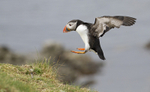 PUFFIN, ISLE OF MULL