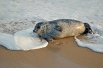 Atlantic Grey Seal