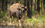 Gaur; Indian bison.
