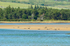 Common Seals