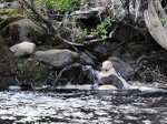 ALBINO OTTERS - SCOTLAND portfolio