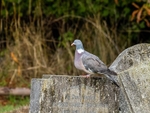 Woodpigeon