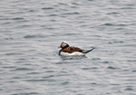 Long-tailed Duck