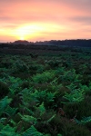 Sunrise on the Heath