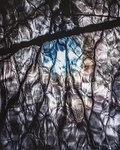 Canopy reflections