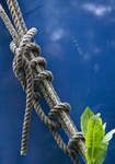 Rope