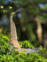 Bare-throated Tiger-Heron, Tortuguero, Costa Rica