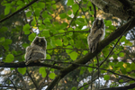 Double Delight! - Long-eared Owlets