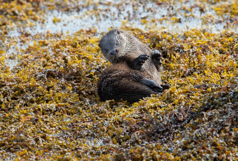 Eurasian Otter - Isle of Mull - Scotland
