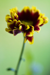 Flower - 2673