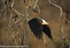 Fish eagle