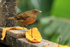 Clay-coloured Thrush at feeder, Buena Vista, Costa Rica