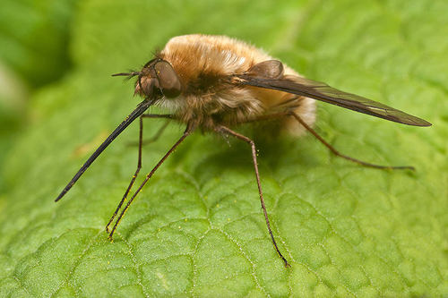 Bee fly ([i]Bombylius major[/i]) male resting on a leaf. Moreton Morrell, Warwickshire. March 2012.