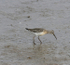 Curlew Sandpiper