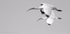 FLB013: White ibis