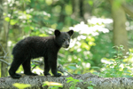 Black Bear cub standing still on log, Minnesota