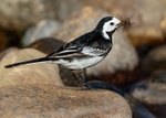 Pied Wagtail 4