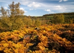 Wharncliffe Heath (10)