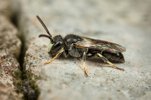 [i]Hylaeus hyalinatus[/i] male. Staffordshire garden, May 2016. Note shape of yellow/white facial markings and genera…