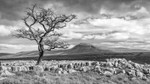 Ingleborough - Tree