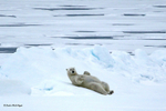 IMG_0337 Svalbard