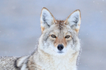 Coyote stares at Madison, Yellowstone National Park
