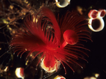 Serpula vermicularis